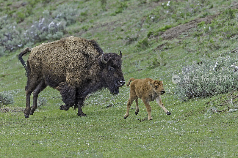 美国野牛或简称野牛(bison bison)，也通常被称为美国水牛或简称水牛，黄石国家公园，怀俄明州。母鲸和幼鲸在奔跑。